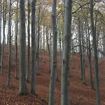 Casa Nel Bosco *
