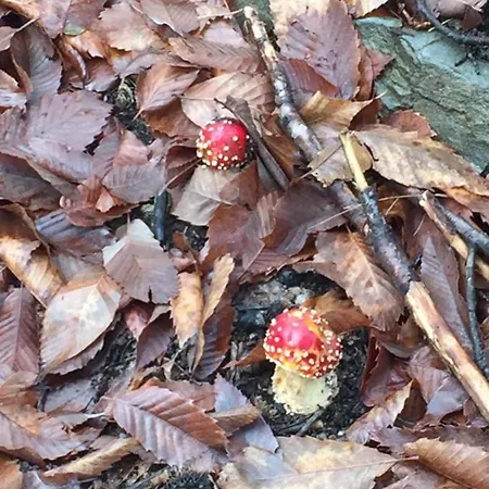 Casa Nel Bosco Osiglia