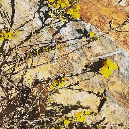 Holiday home Casa Nel Bosco Osiglia