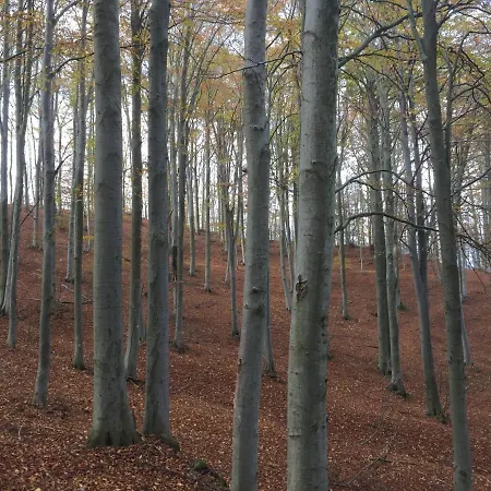 Casa Nel Bosco *
