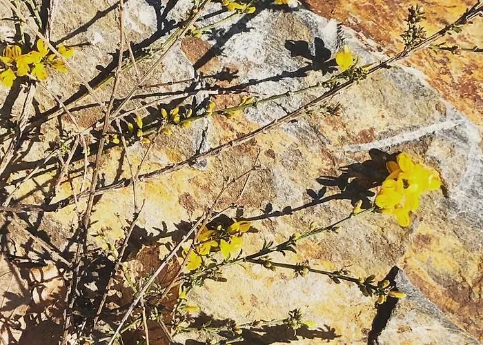 בית נופש Casa Nel Bosco Osiglia